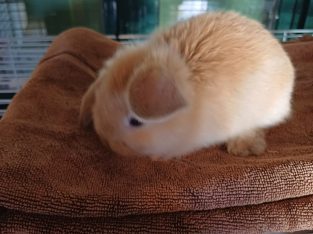 Rabbit – Greens Creek