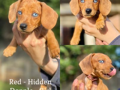 Dachshund – Leah McCosker