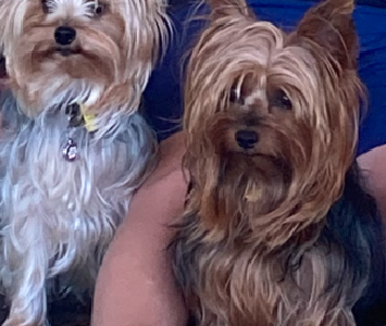 Yorkshire Terrier – Carbrook