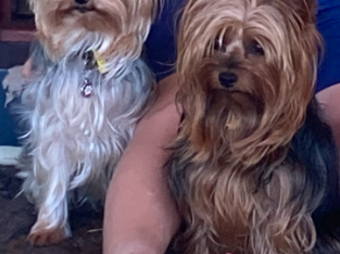 Yorkshire Terrier – Carbrook