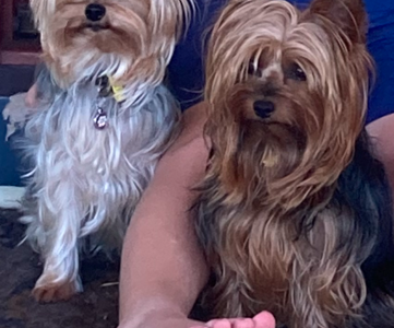 Yorkshire Terrier – Carbrook