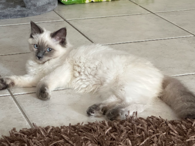 Ragdoll – Georges Hall