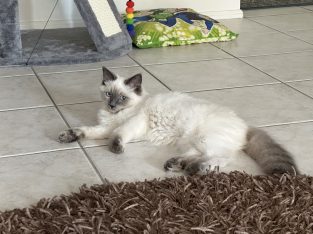 Ragdoll – Georges Hall