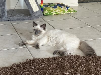 Ragdoll – Georges Hall