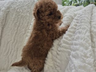 Toy Poodle