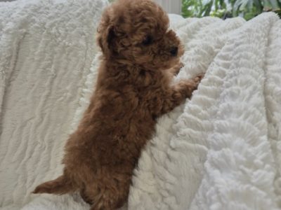 Toy Poodle