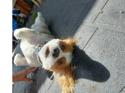 Maltalier – Worrigee