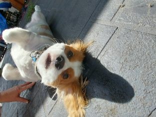 Maltalier – Worrigee