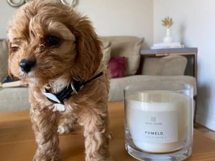 Toy Cavoodle – Upper Plenty