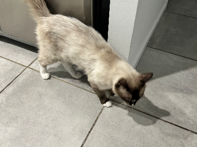 Ragdoll – Wynnum