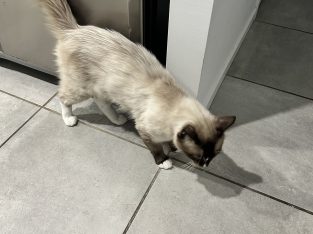 Ragdoll – Wynnum