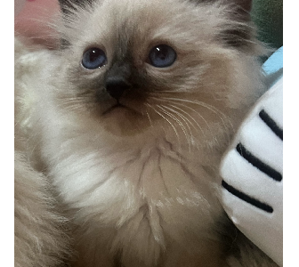 Ragdoll – Catherine