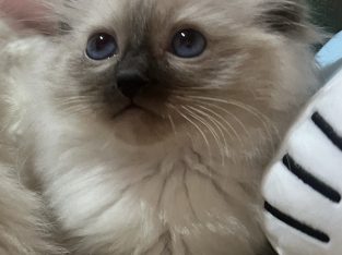 Ragdoll – Catherine