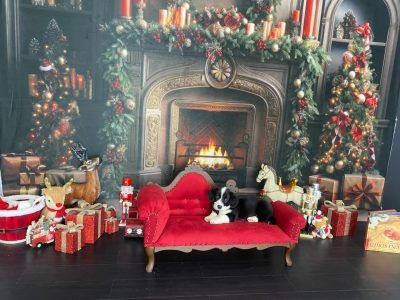 Cardigan Welsh Corgi – Leeton