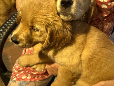 Golden Retriever – Narre Warren South
