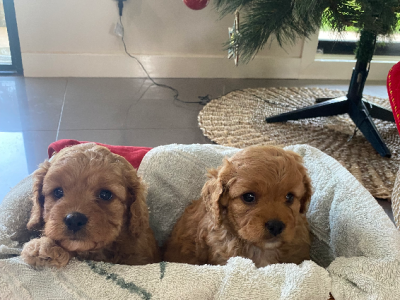 Cavoodle – Katherine