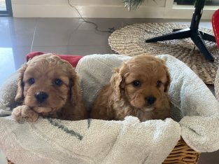 Cavoodle – Katherine