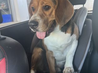 Beagle – Saint Helens Park