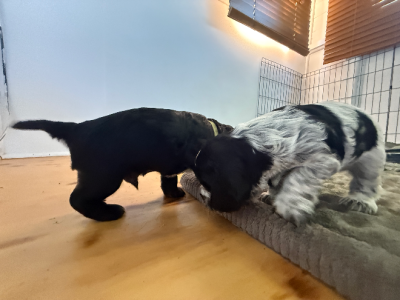 Cocker Spaniel – Tamworth