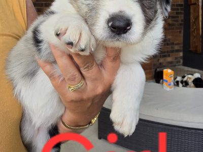 Border Collie – Dondingalong