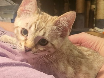 Bengal – Bronwyn Smaragdidis