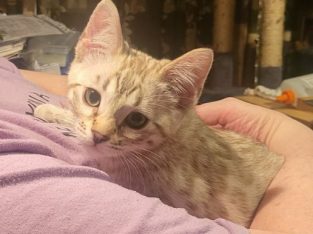 Bengal – Bronwyn Smaragdidis