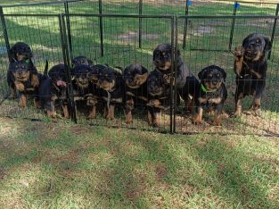 Dogs – Cape Woolamai