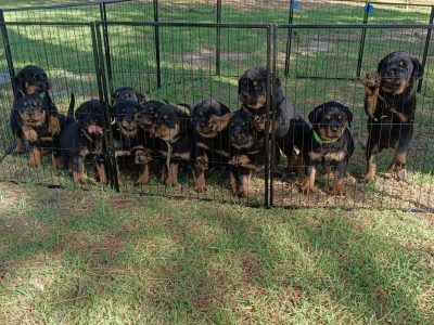 Dogs – Cape Woolamai