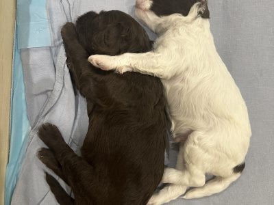 Cavoodle – Deebing Heights