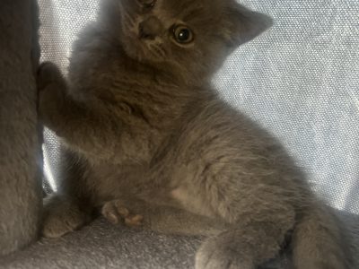 British Shorthair – Heathcote