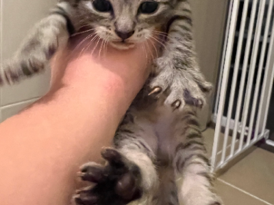 Domestic Short Hair (DSH) – Charlton