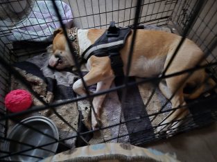 Dogs – Acacia Ridge