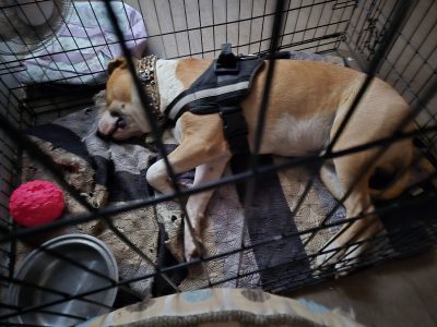 Dogs – Acacia Ridge