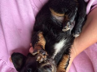 Dachshund – Sydney