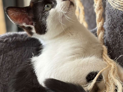 Domestic Short Hair (DSH) – Taylors Lakes