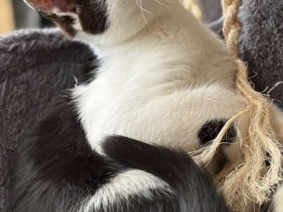 Domestic Short Hair (DSH) – Taylors Lakes