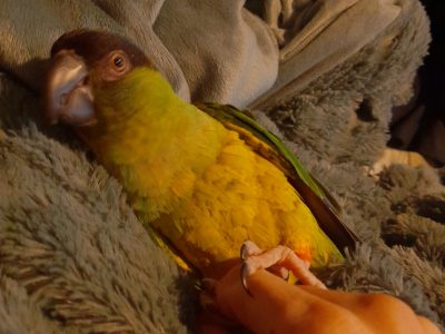 Conures – Parham