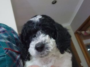 Spoodle – Churchill