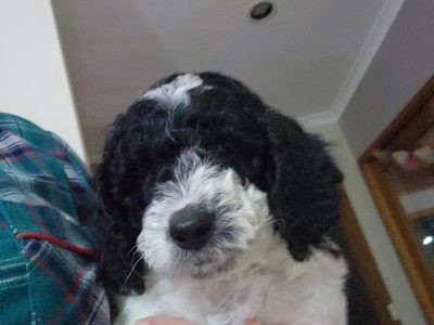 Spoodle – Churchill