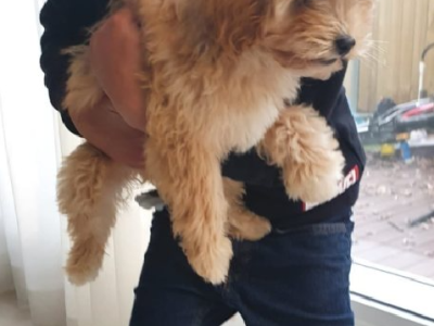 Cavoodle – Ashton