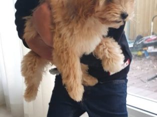 Cavoodle – Ashton