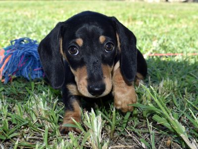 Miniature Dachshund – Emerald