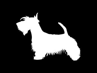 Pet Service – Bark Avenue