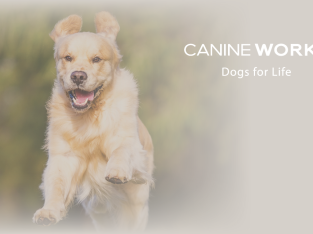 Pet Service – Canine Works