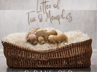 Cavoodle – Gregory Hills