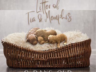 Cavoodle – Gregory Hills