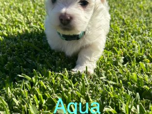 Maltese Shih Tzu – Woodberry