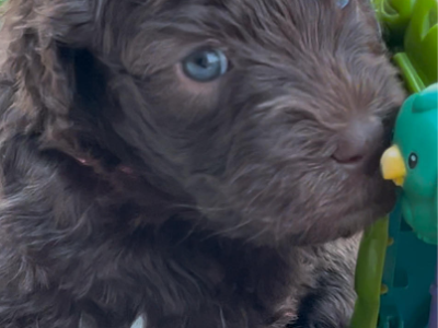 Labradoodle – Lee Evans