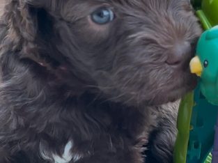 Labradoodle – Lee Evans