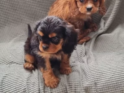 Cavalier King Charles Spaniel – Norlane